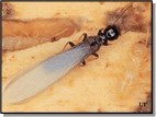 Termite Winged